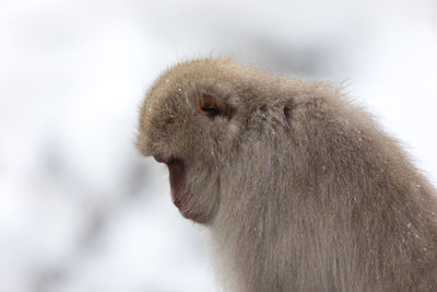 Japanese snow monkey