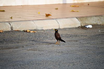 Bird perching on footpath