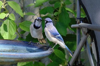 Close-up of bird perching on retaining wall