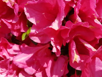 Full frame shot of pink flowering plants