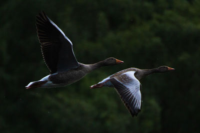 Greylag geese flying over a lake