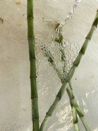 Close-up of succulent plant