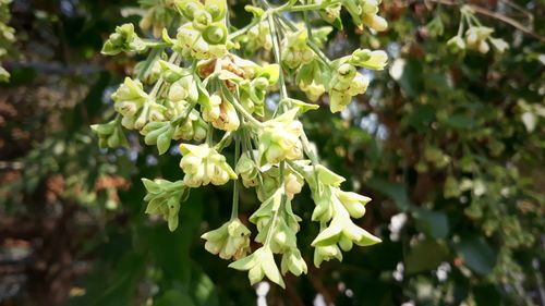 Close-up of flowering plant