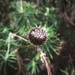 Close-up of plant against blurred background