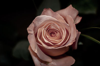 Close-up of rose flower