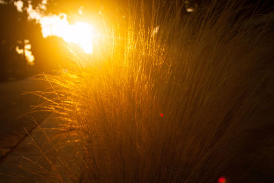 Close-up of illuminated plant during sunset