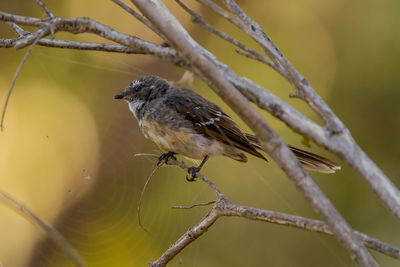 Close-up of bird perching on branch