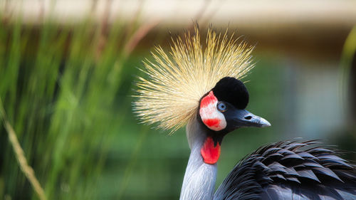 Close-up of a bird