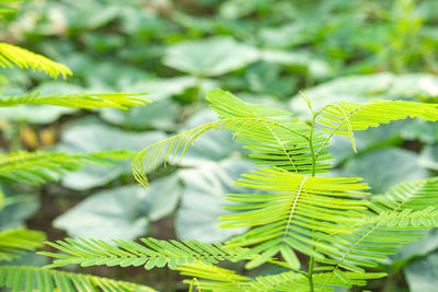 Close-up of fern leaves