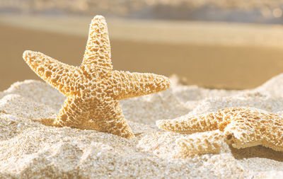 Close-up of starfish on beach