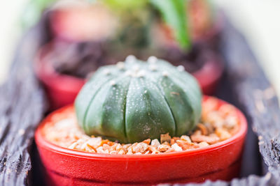 Close-up of pumpkin on table