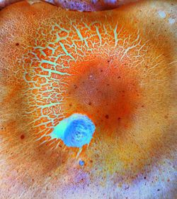 Close-up of jellyfish in sea