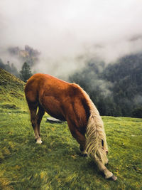 View of a horse grazing on field