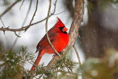 Bird perching on branch in winter