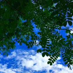 Low angle view of tree against sky