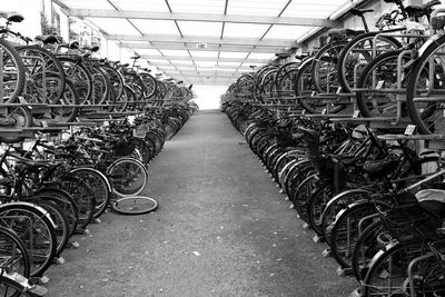 Bicycles in greenhouse