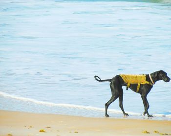 Dog on beach