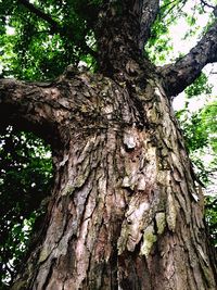 Low angle view of tree trunk