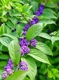 Close-up of fresh purple fruits on plant