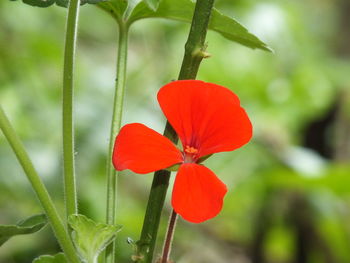 Close-up of red poppy flower