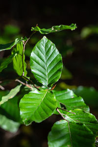 green