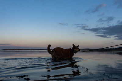 View of a dog in the sea