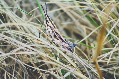 Close-up of insect on plant