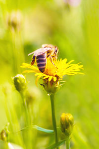 Close-up of insect on yellow flower