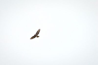 Low angle view of eagle flying in sky