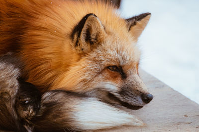 Close-up of red fox on road during winter