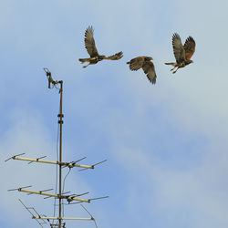 Low angle view of birds flying against sky