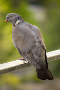 Close-up of bird perching on railing