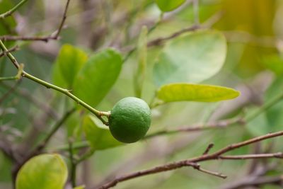 Close-up of fruit growing on tree