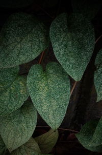 High angle view of leaves