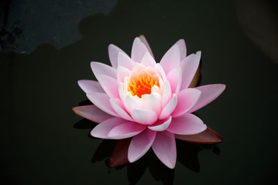 Close-up of lotus water lily in lake