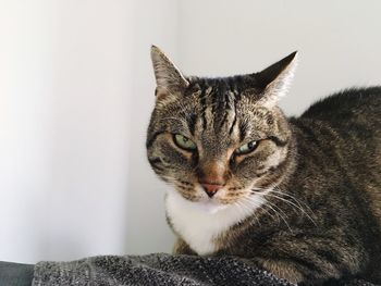 Close-up of a cat looking away