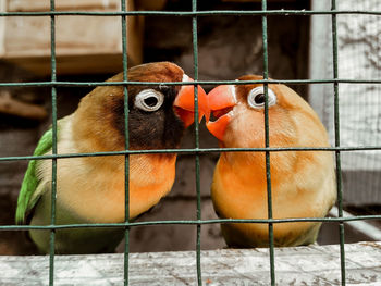 Close-up of birds in cage