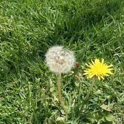 Close up of yellow dandelion flower