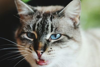 Close-up portrait of a cat