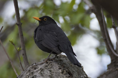 Close-up of bird perching on a tree