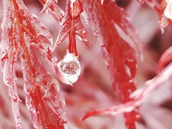 Close-up of raindrops on leaves