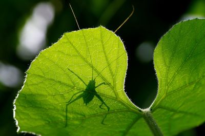 Close-up of green leaf