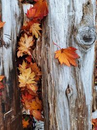 Close-up of dry maple leaves on tree trunk