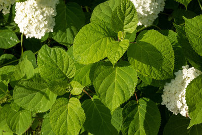 Bright green leaves with raindrops and white large flowers.