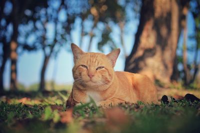 Portrait of ginger cat resting on field