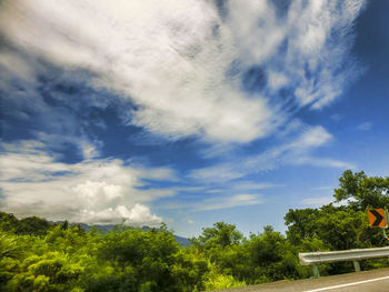 Low angle view of trees against sky