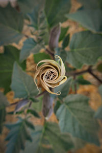 Close-up of rose plant