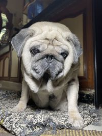 Close-up portrait of dog