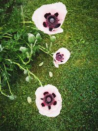 High angle view of dessert