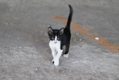 Portrait of black cat standing on road